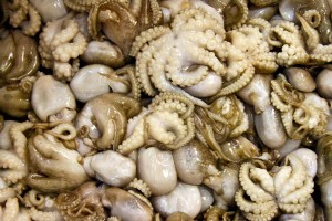 Baby Octopus in Tsukiji