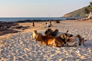 Cows Anjuna Beach