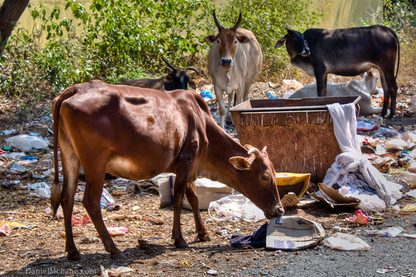 Cows Eating Garbage Goa