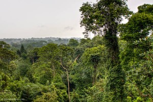 Bukit Timah Nature Reserve