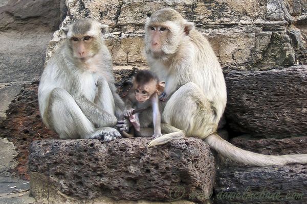Family of Monkeys in Lop Buri Thailand