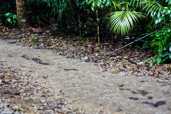 Flooded Path Singapore Jungle