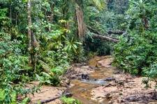Bukit Timah Jungle
