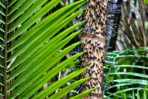 Spiked Tree Singapore Jungle