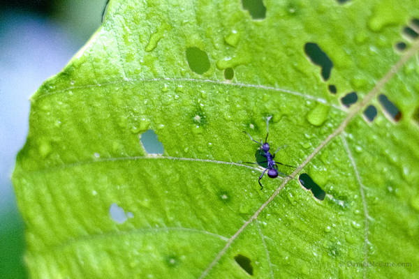 Ant on Leaf Singapore Jungle