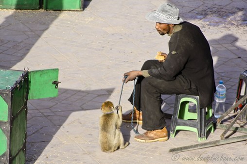 Monkey Handler in Marrakech Morocco
