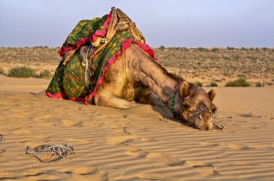 Camel Thar Desert Rajasthan