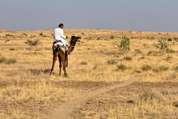 Camel Rajasthan India