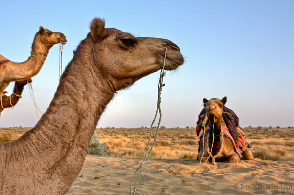 Camel Rajasthan Jaisalmer
