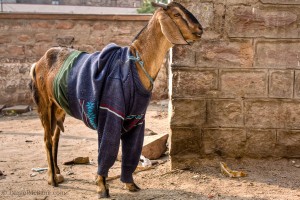 Goat Clothes Jodhpur India