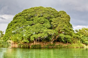 Tree Mekong 4000 Islands