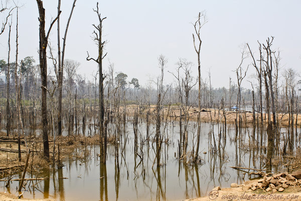 Dead Trees Central Laos