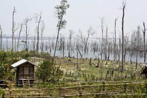 Dead Trees in Lake Laos