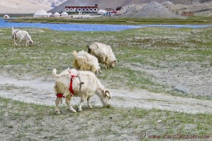 Goat at Lake Karakul Xinjiang