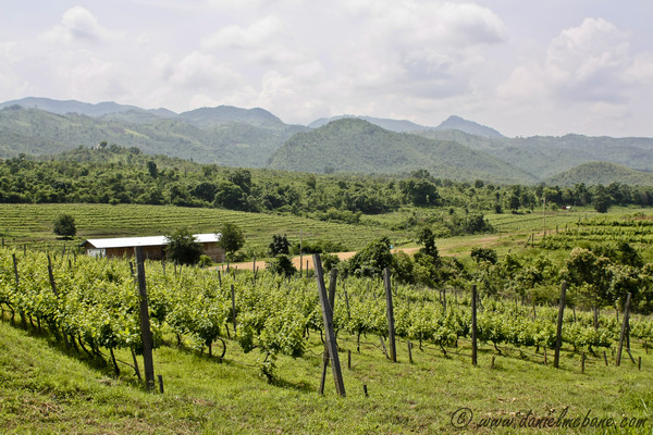 Vineyard at Inle Lake in Myanmar