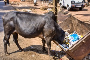 Goa Cow in Dumpster