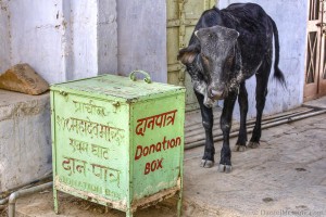 Angry Cow Pushkar India
