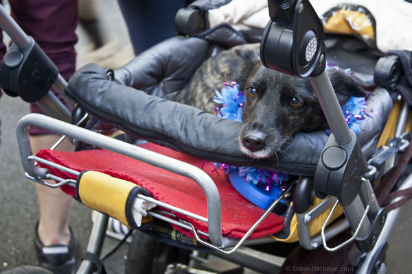 Dog in Baby Carriage