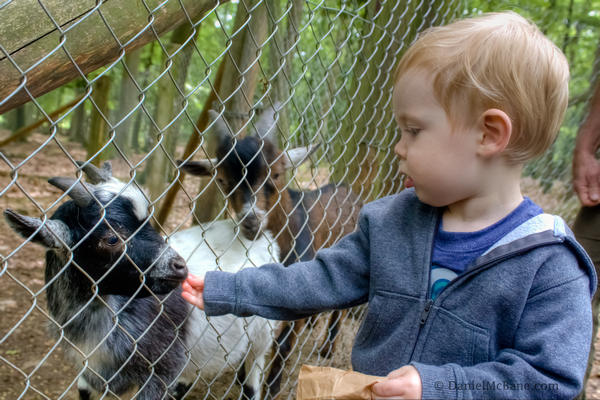 Goats Feeding Zoo