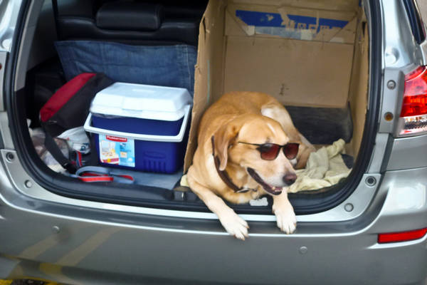 Dog in Car Trunk Singapore