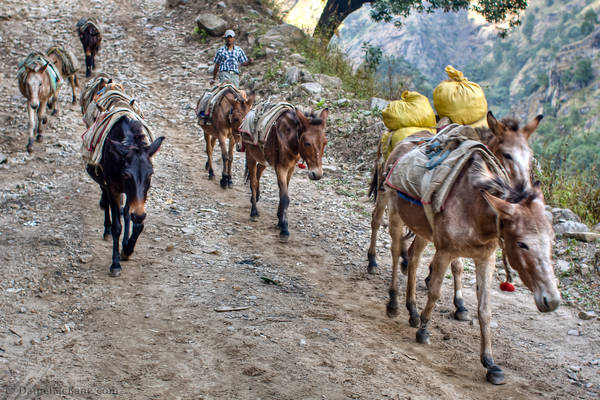 Donkeys Annapurna Trek