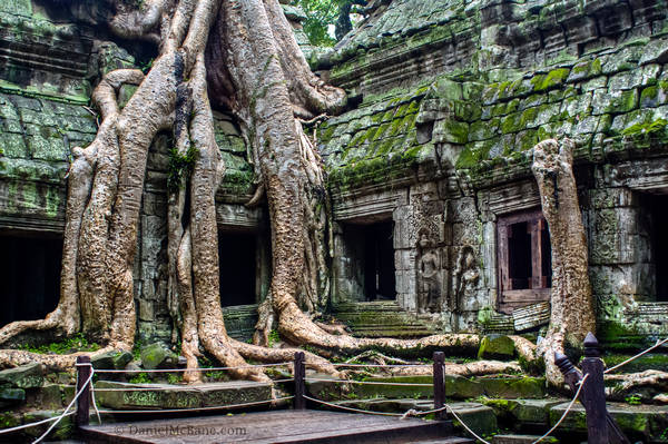Angkor Temple With Tree