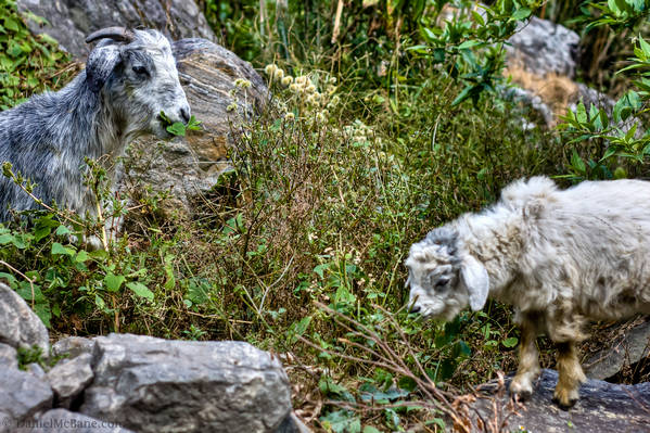 Baby goat and mother near Tal Nepal