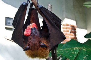 Bat in Bali eating watermelon