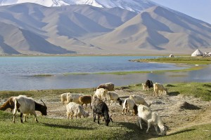 Goats Xinjiang China