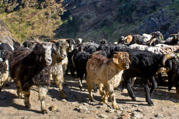 Goats on the new annapurna road