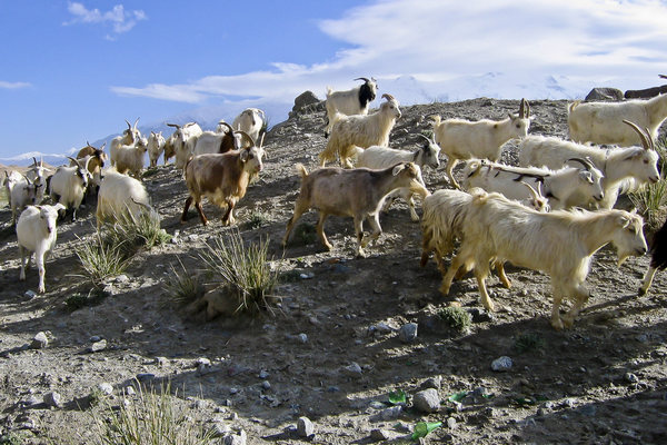 Goats Karakul Lake