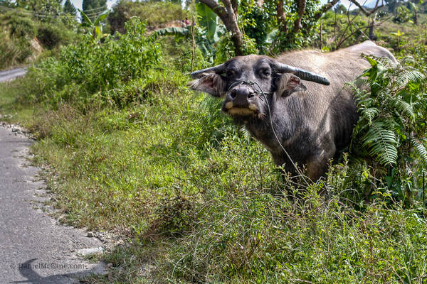 Water buffalo on Samosir Island in Indonesia