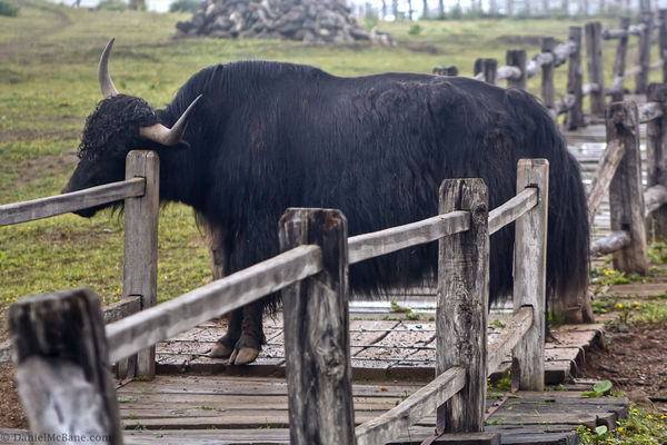 yak near Lijiang in Yunnan China