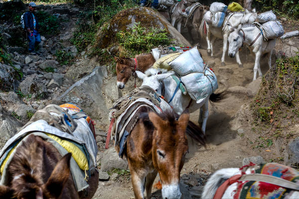 Donkeys on the Annapurna Circuit