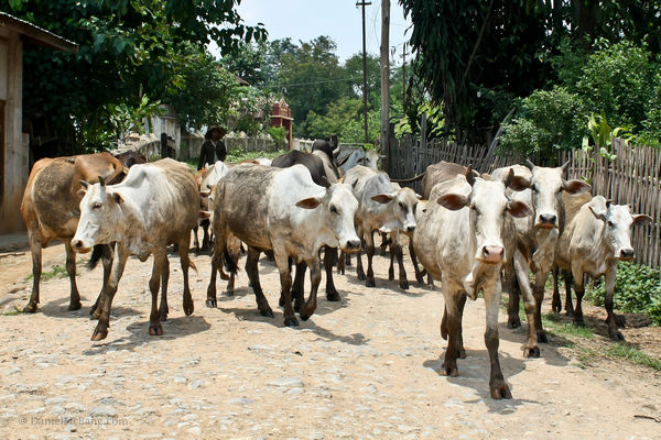 Cows on farm road in Myanmar