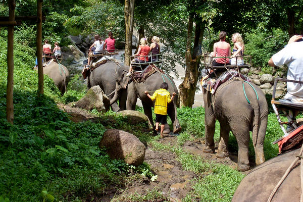 Elephant riding in Chiang Mai Thailand