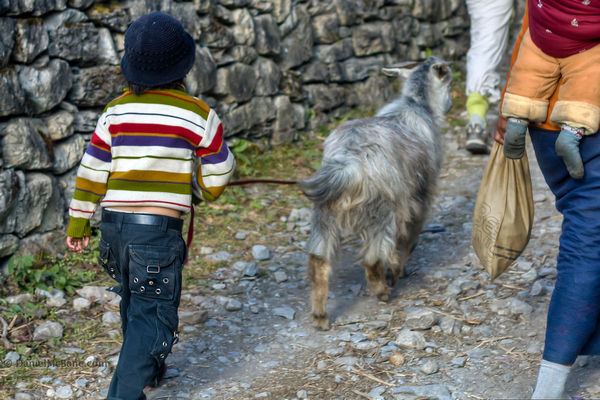 Tibetan boy walking a goat in Nepal