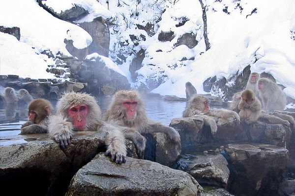 Monkeys in onsen in Japan