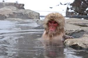 Monkey in Jigokudani hot spring in Nagano, Japan