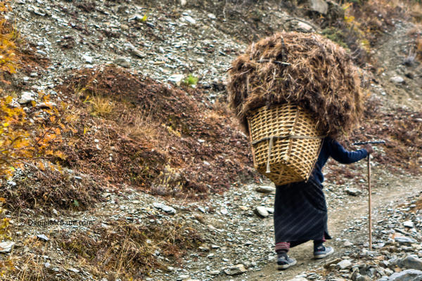 woman carrying heavy load on Annapurna Circuit