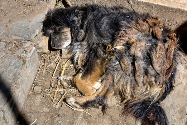 mangy dog in Ghyaru, Annapurna, Nepal