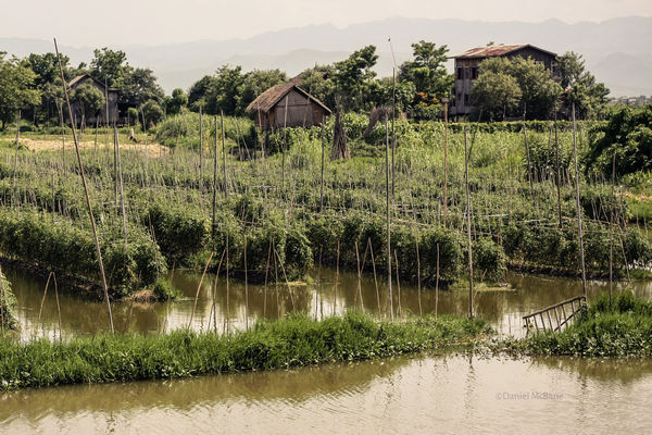 Inle lake's famous floating gardens