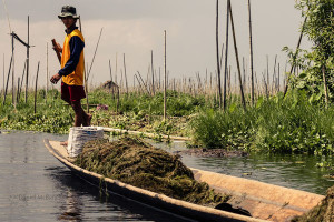 a leg rower in Inle Lake's floating gardens