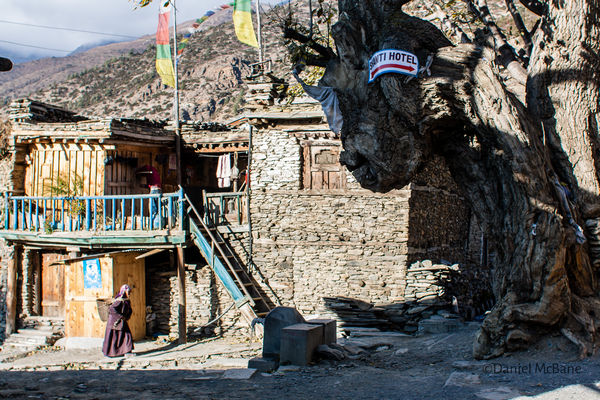 Tree and guesthouse in Ngawal, Nepal