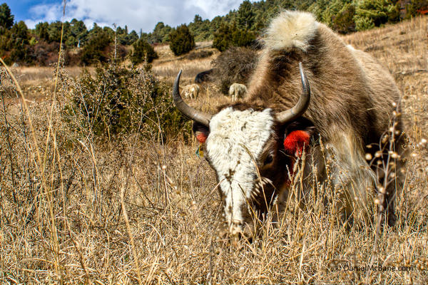 A yak in Ngawal on the Annapurna Trek in Nepal