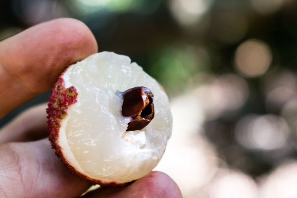 Pit or seed inside a lychee