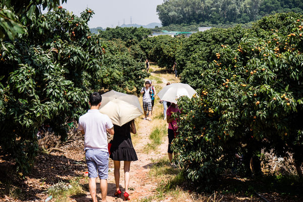 Chinese picking lychees at farm in Shenzhen