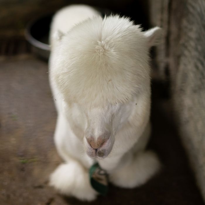 White alpaca in a Chinese zoo