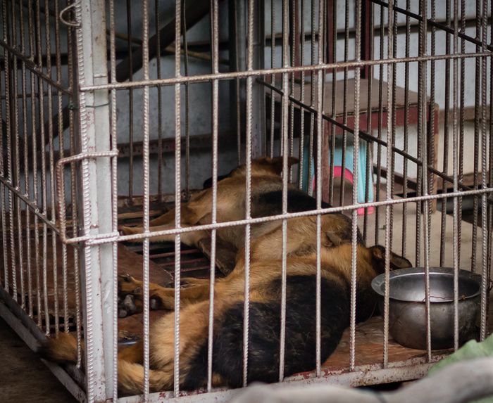 Shenzhen zoo has dogs in a cage