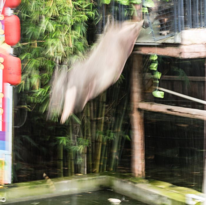 Pig jumping into water at Shenzhen animal show